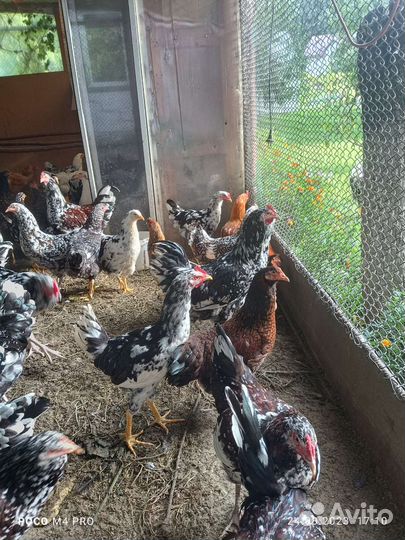 Петухи молодые 4.5 мес. На выбор