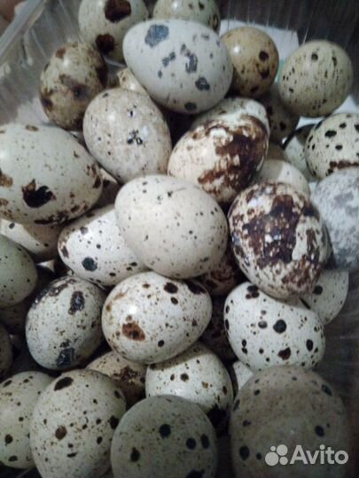 Яйца перепелиные