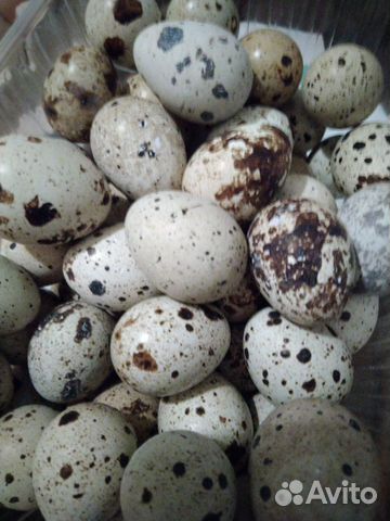 Яйца перепелиные