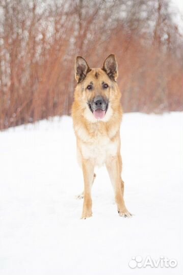 Немецкая овчарка собака в добрые руки