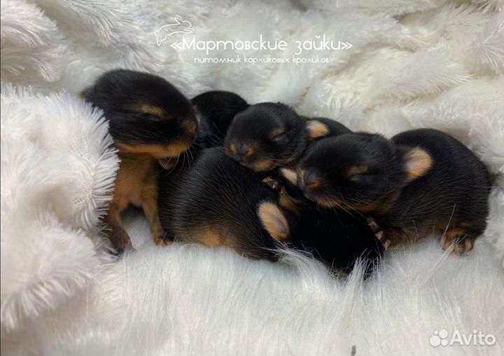 Декоративные крольчата огневки из питомника