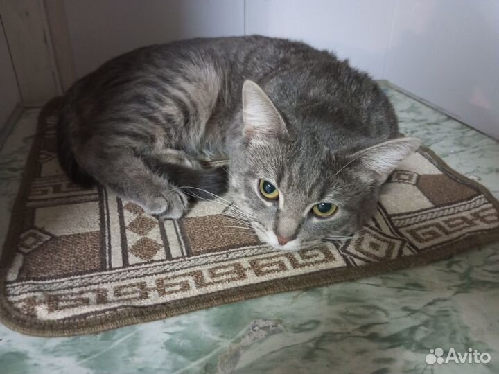 Отдам кота в добрые руки