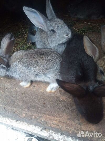 Кролики на племя