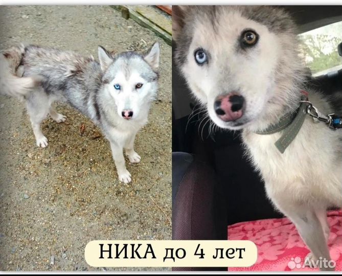 Страдалица Ника