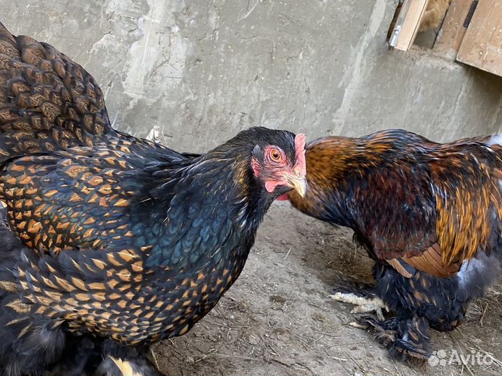 Куры кохины