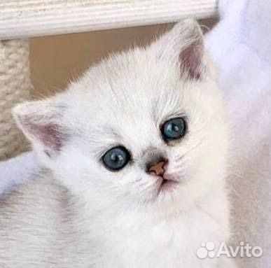 Британские котята