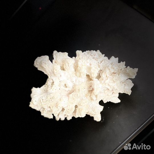 Морские кораллы