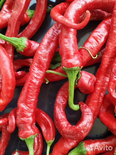Острый перец свежий