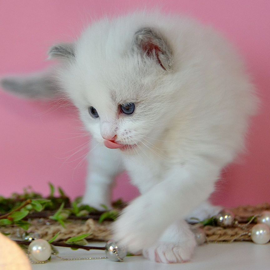 Шоу котята рэгдолл ragdoll лайлаки и блю