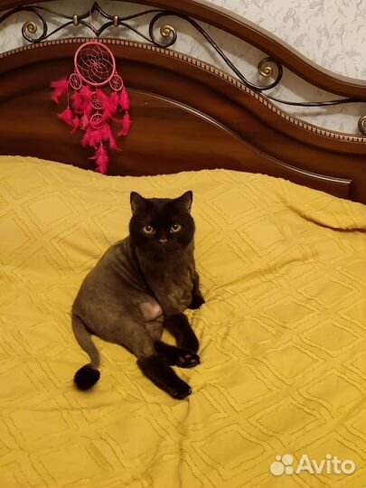 Передержка для кошек, мелких животных