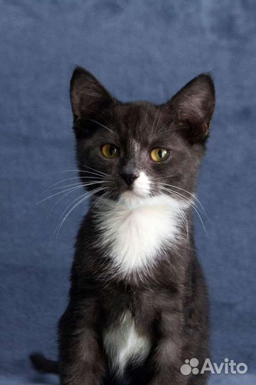 Кошка в дар бесплатно