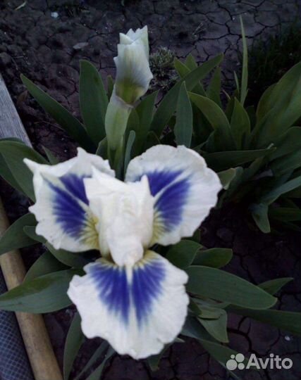 Многолетние растения