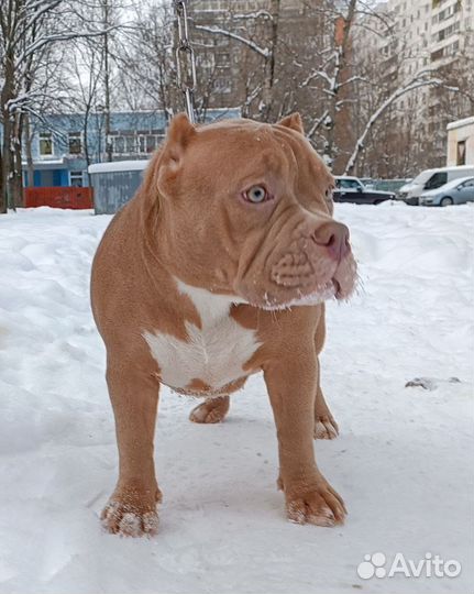 Щенки американской булли