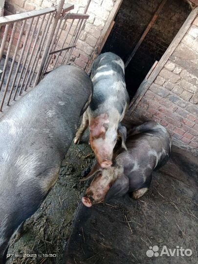 Свиньи 5 штук