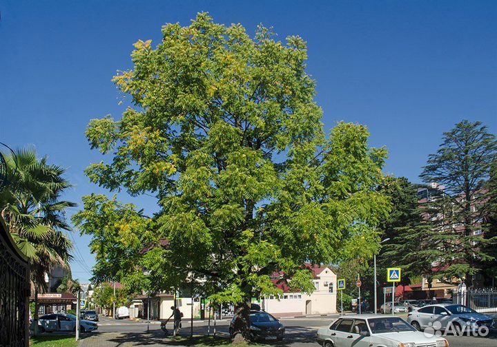 Орех черный, зимостойкий, съедобный, на посадку