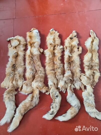 Шкурки лисы