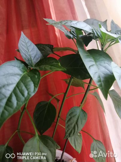 Очиток, ирисы, лук порей, перец