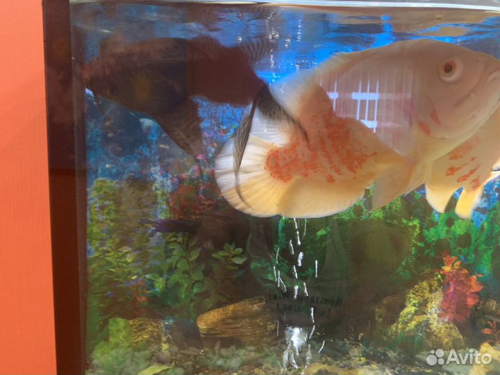 Сомики синодонтисы,пара