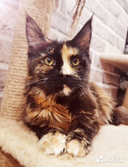 Кошечка мейн-кун, молоденькая, 