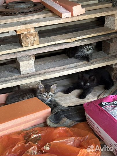 Котята и кошки