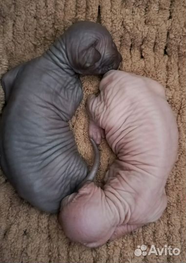 Канадский сфинкс