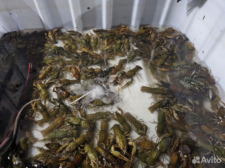 Продам живые раки
