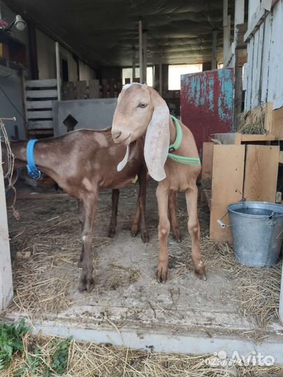 Козлики камори-нубийские