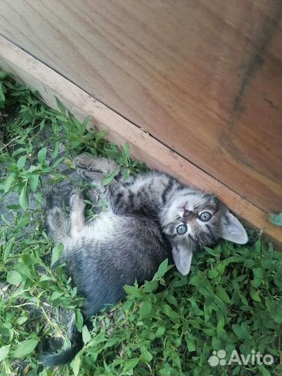 Котята в добрые руки бесплатно