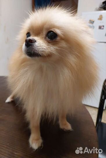 Рыжее счастье