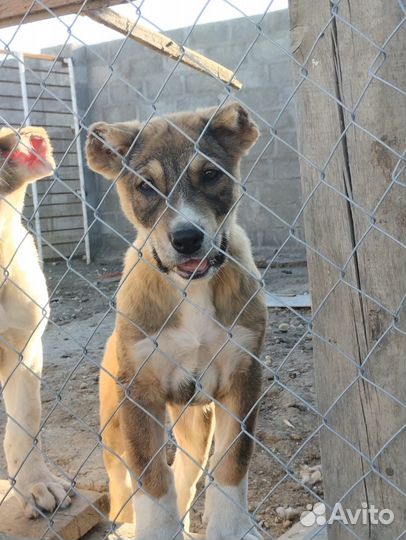 Волкодавы щенки