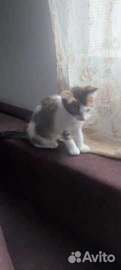 Бесплатно метис Мейн Кун