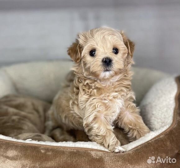 Мальтипу кукольные мишки