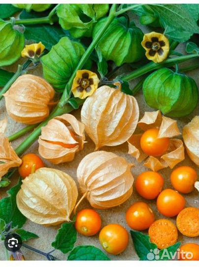 Физалис рассада, ягода вкусная, стаканах