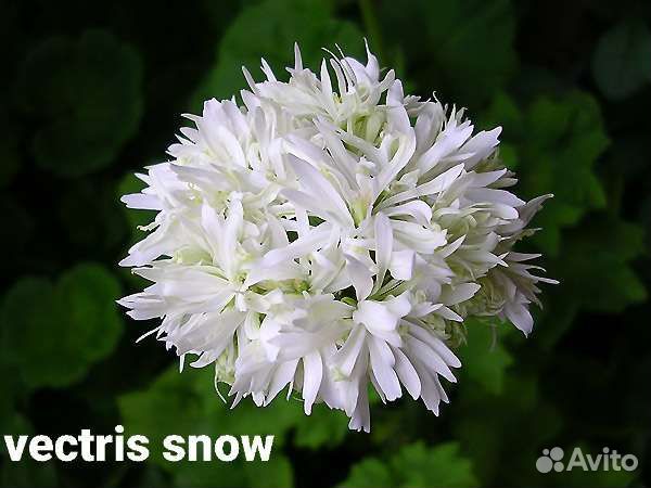 Пеларгония сортовые