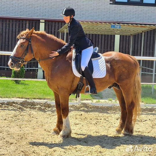 Жеребцы на случку