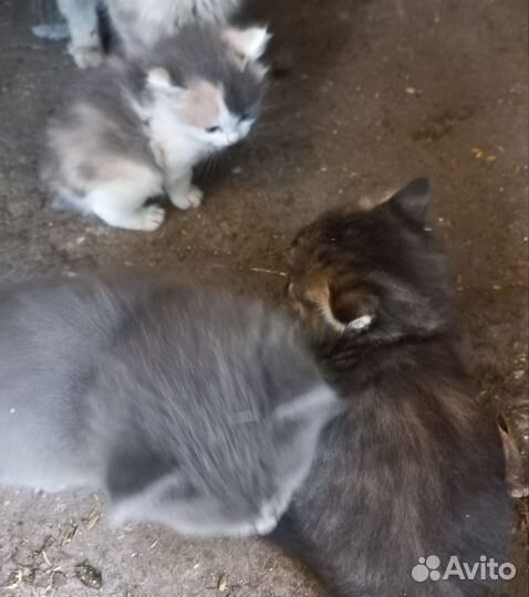 Котята в добрые руки бесплатно