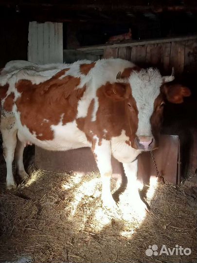 Продам высокоудойную корову