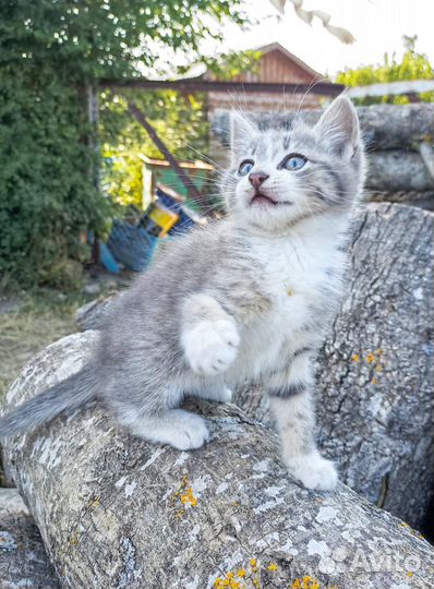 Отдам котенка в добрые руки