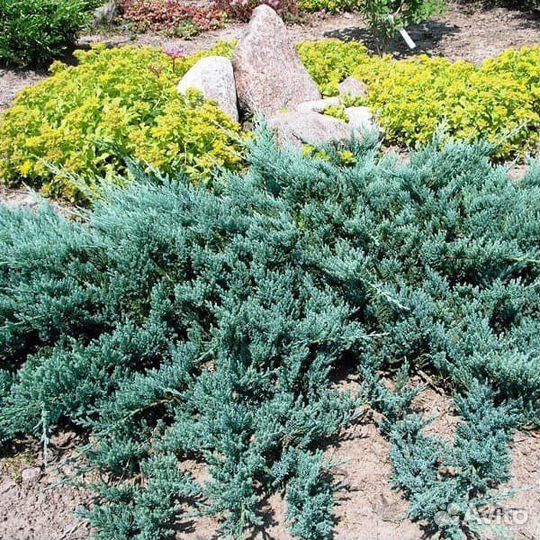 Можжевельник горизонтальный блю чип