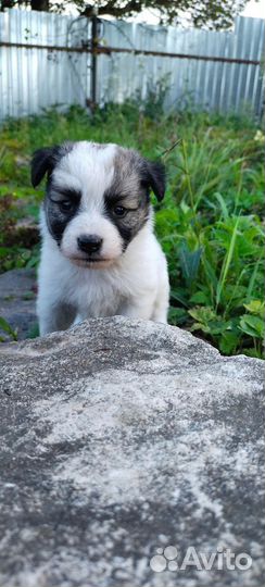 Щенки дворняжки