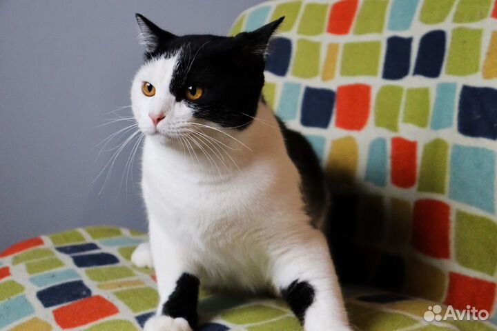 Добрый котик Пифагор ищет семью