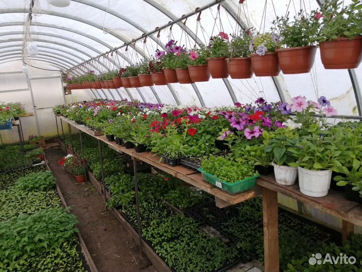 Рассада цветов и овощей