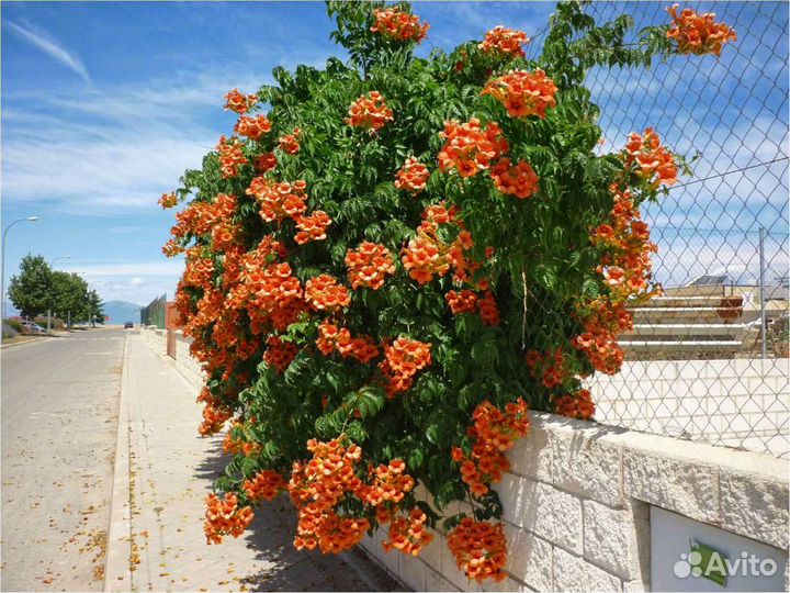 Декоративные кустарники
