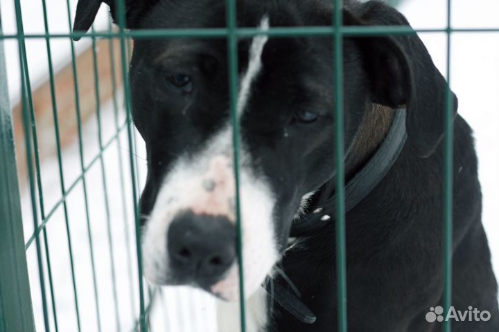 Собака с верными глазами