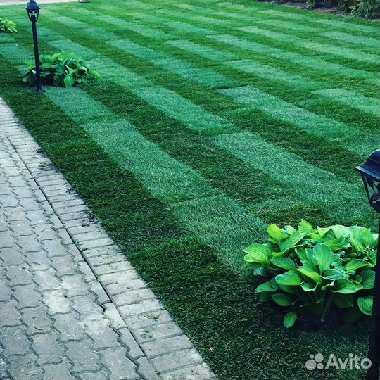 Рулонный газон. Собственный питомник