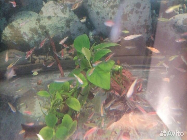 Данио Рерио Гло Фиш