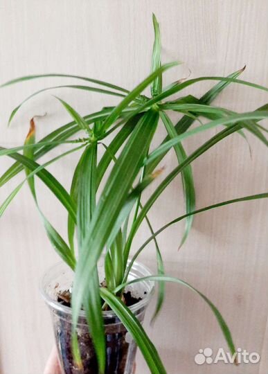 Ароидные и др