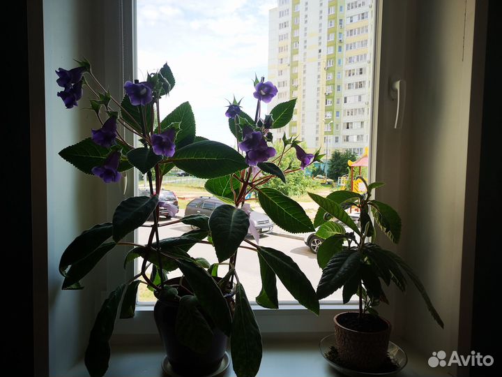 Продажа комнатных растений