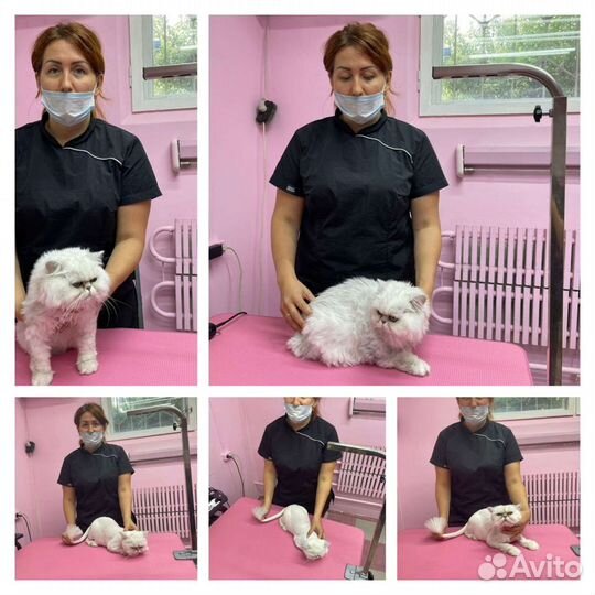 Грумер стрижка собак и кошек с выездом на дом