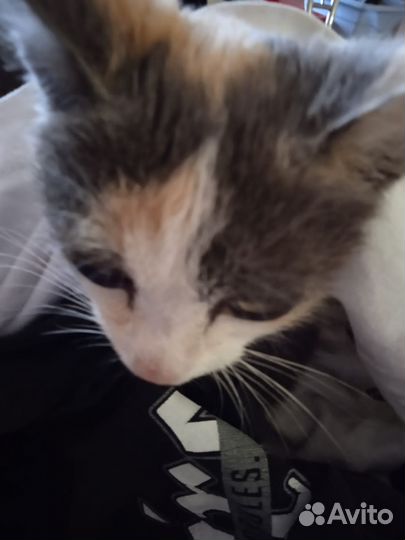 Котенок девочка бесплатно